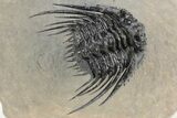 Spiny Leonaspis Trilobite - Amazing Flying Preparation #245565-3